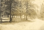 Rural Scene of Trees, Fence, and Road near Atkins Farm 1 by unknown
