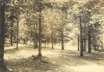 Rural Scene of Trees, Fence, and Road near Atkins Farm 3 by unknown