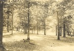 Rural Scene of Trees, Fence, and Road near Atkins Farm 5 by unknown