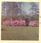 Trees, Bushes, and Flowers in Side Yard of JSC President’s Home by unknown