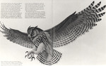 From Eagle Owls, the Jacksonville State Normal School Mascot 1800s until 1946, to Gamecocks by William Edward Hill