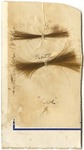 Artifacts | Two locks of hair labeled “Carey” and “Kate,” September, 1898
