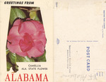 Alabama | Greetings from Alabama; Camellia, Alabama State Flower by Jacksonville State University