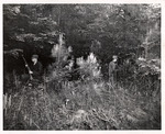 1966 ROTC Summer Camp at Fort Knox, Kentucky 6 by unknown