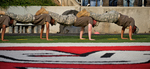 ROTC Pushups, 2009 Football Game vs. Tennessee Tech by Steve Latham